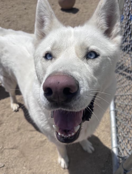GHOST - Husky available for adoption