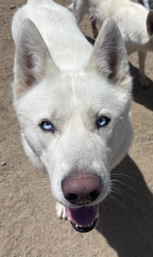 GHOST - Husky available for adoption