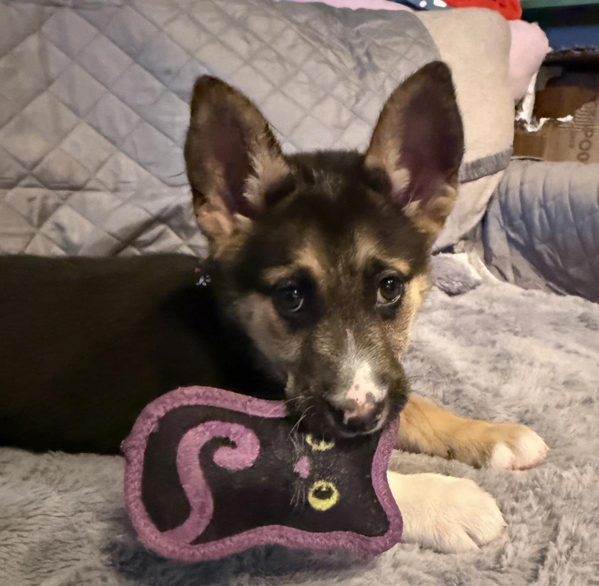 MIRA - German Shepherd Dog / Husky available for adoption