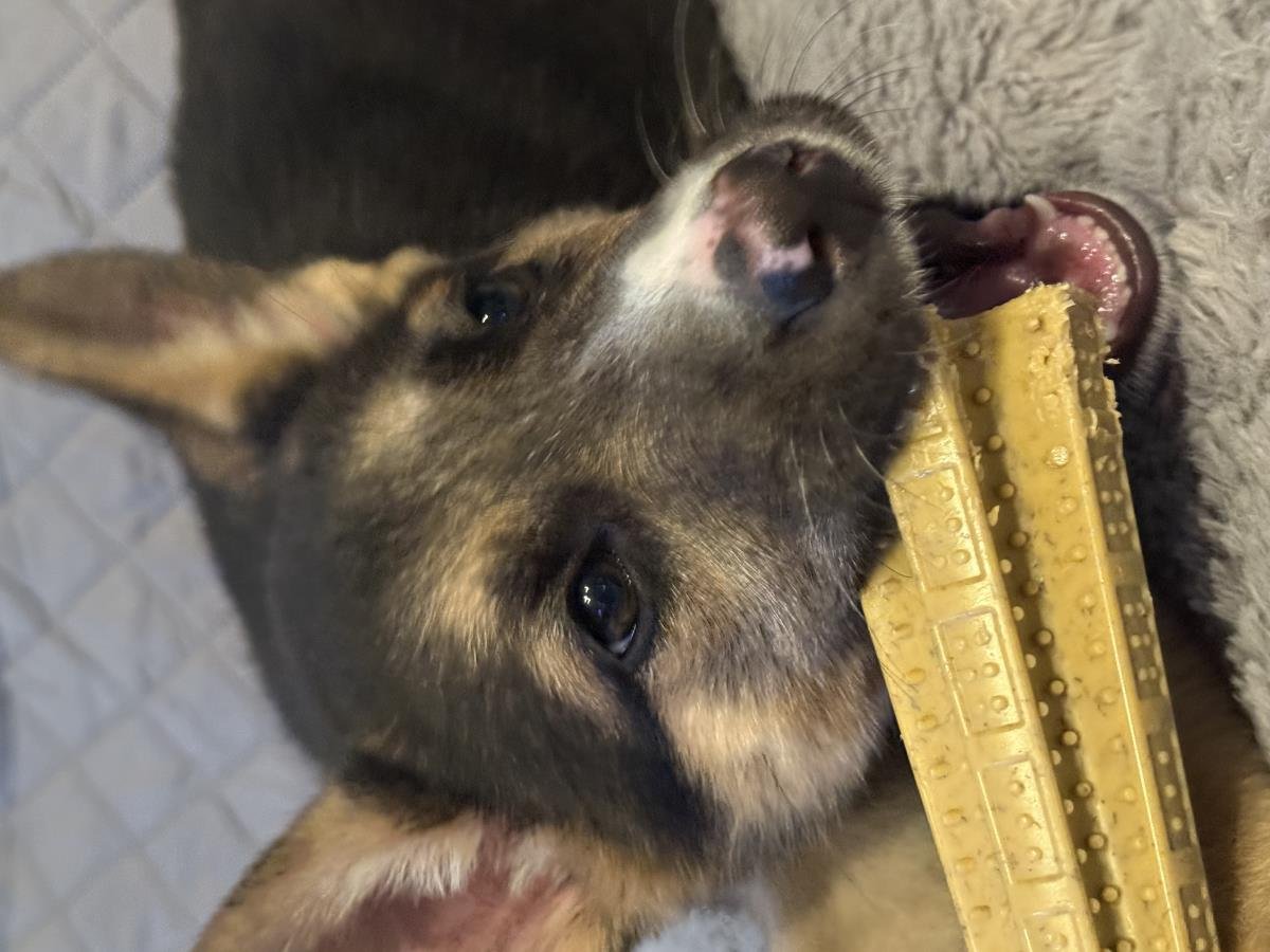 MIRA - German Shepherd Dog / Husky available for adoption