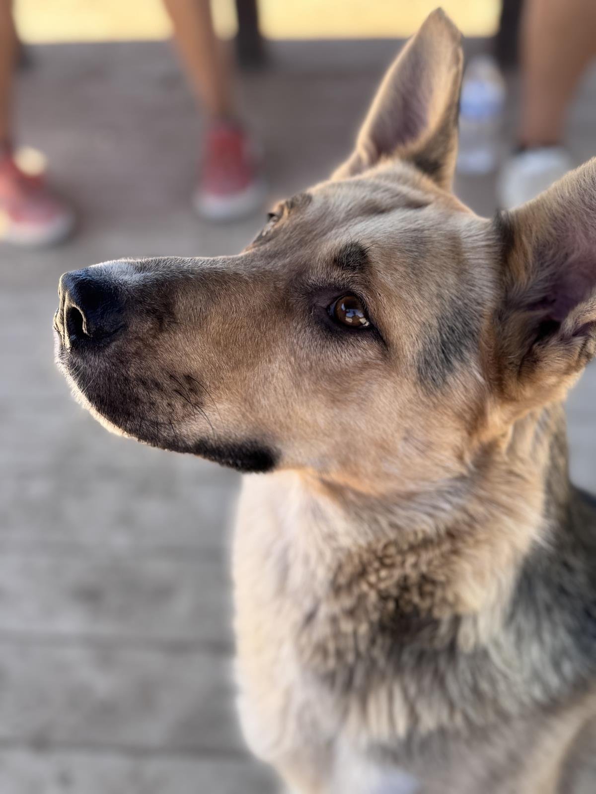 TUCKER - German Shepherd Dog / Cattle Dog available for adoption
