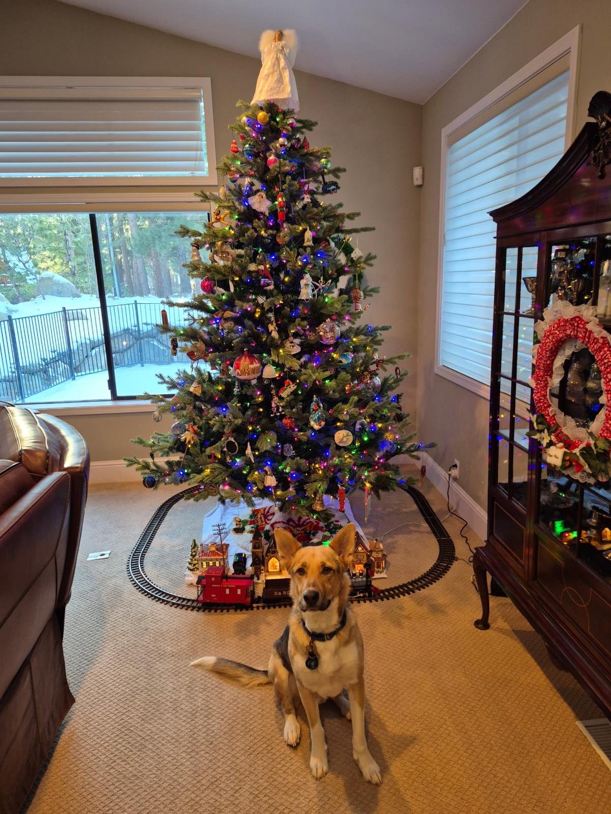 TUCKER - German Shepherd Dog / Cattle Dog available for adoption