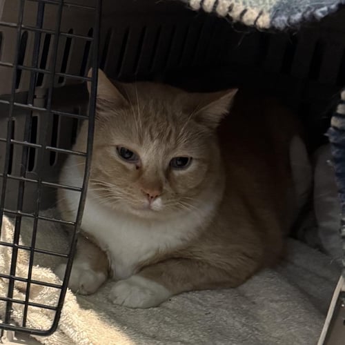 SAITO - Tabby available for adoption