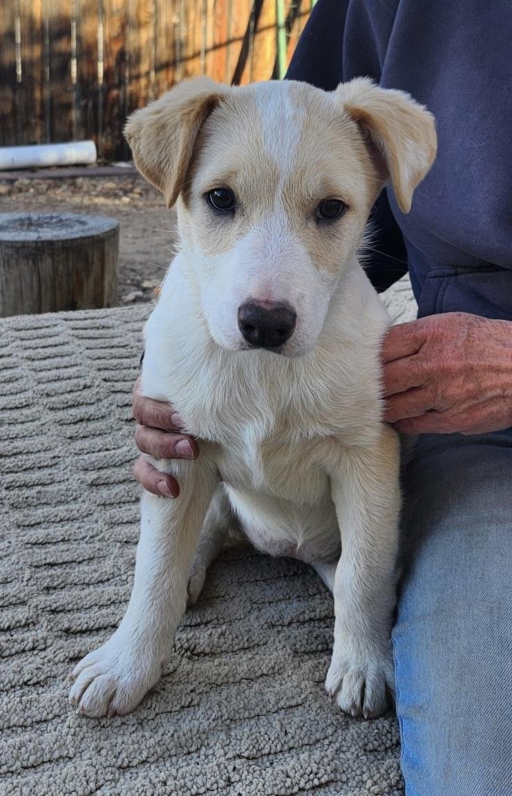 WINNIE - Golden Retriever / Husky available for adoption