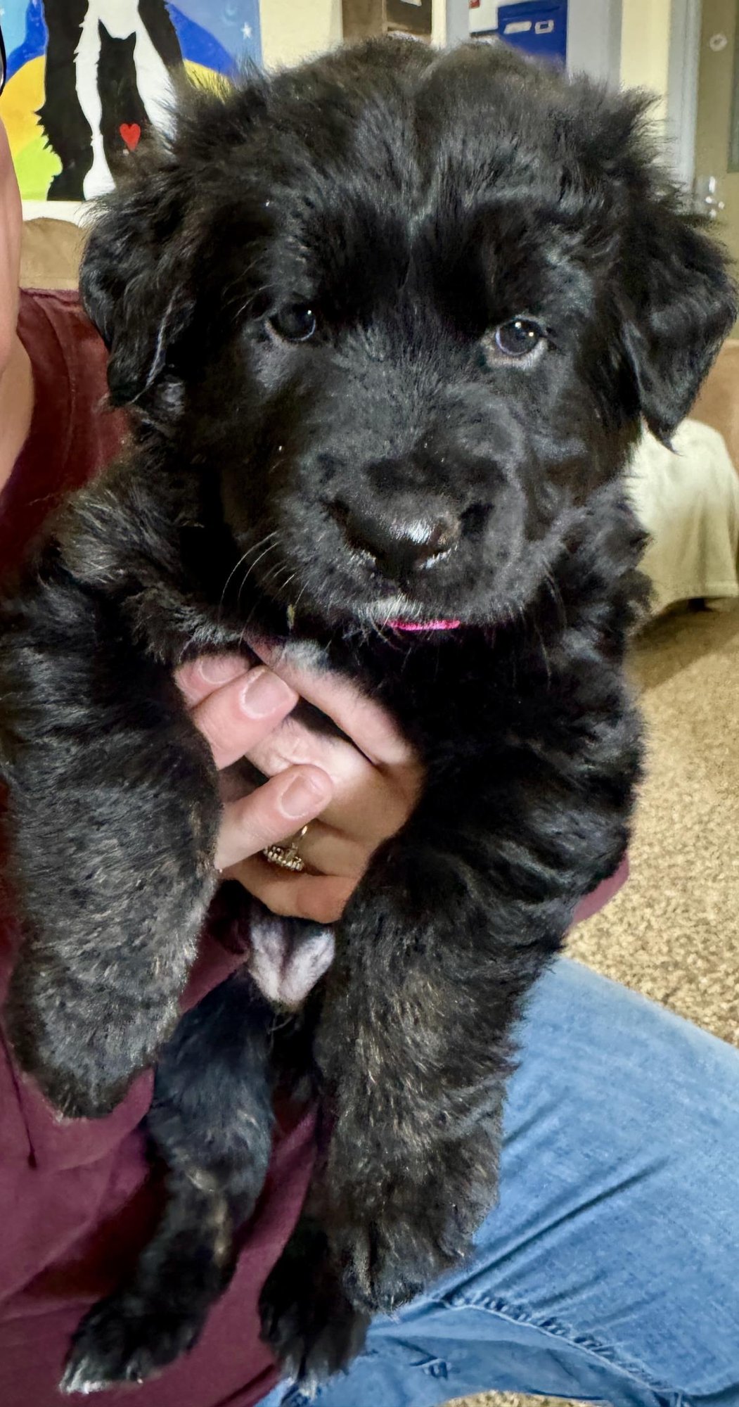 RYLIE - Poodle (Miniature) / Labrador Retriever available for adoption