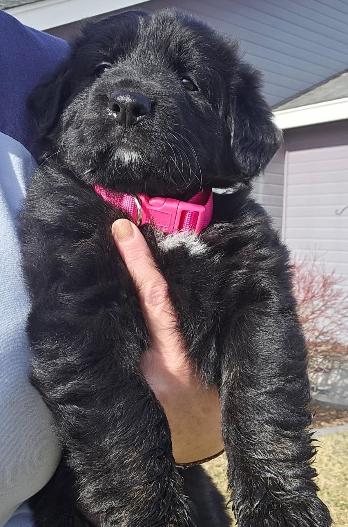 RYLIE - Poodle (Miniature) / Labrador Retriever available for adoption