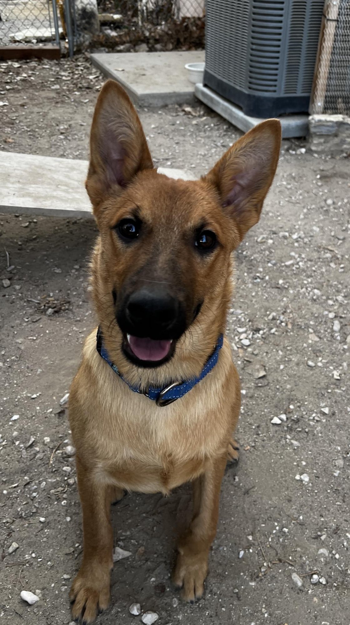COSTELLO - Belgian Shepherd Malinois available for adoption
