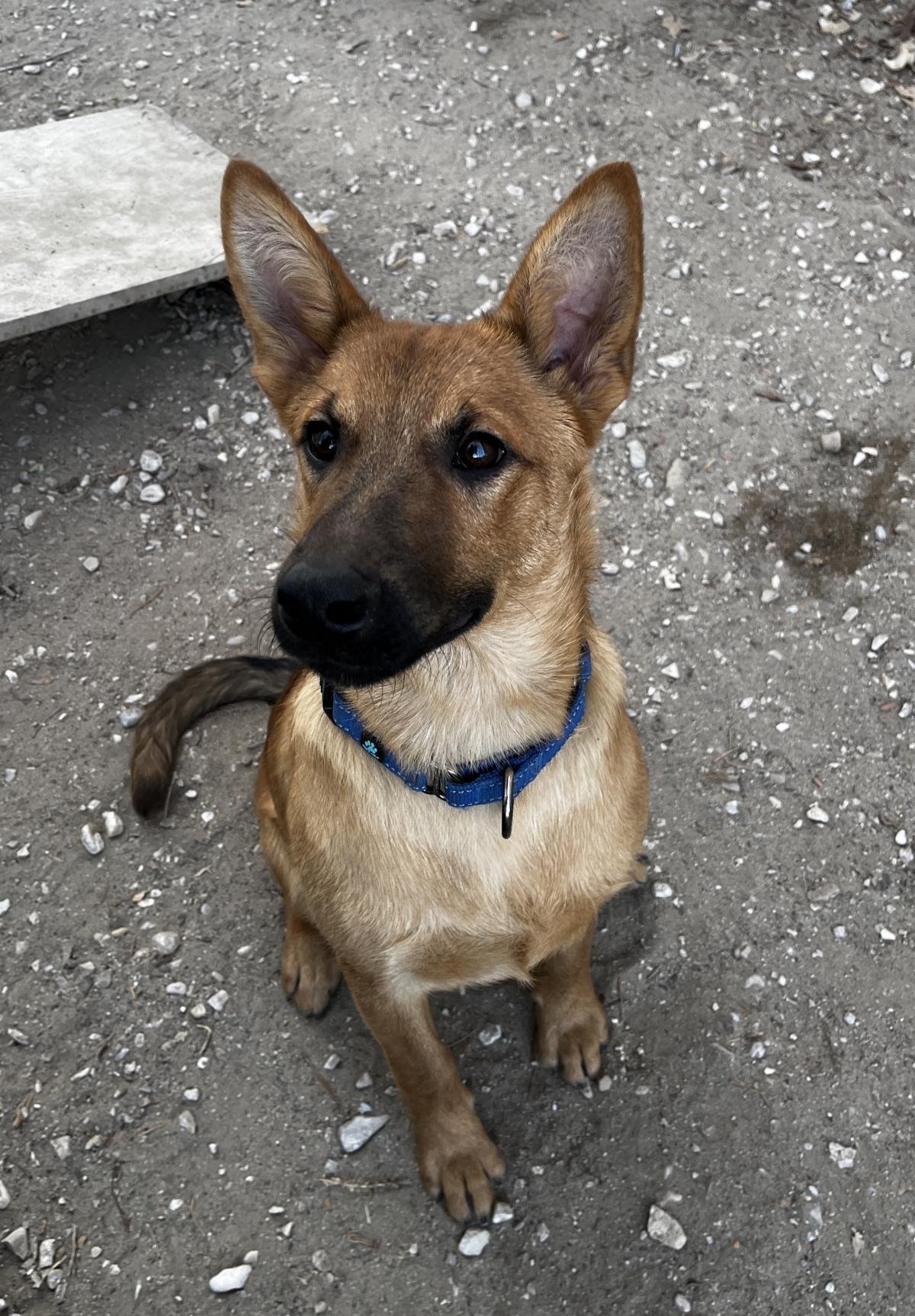 COSTELLO - Belgian Shepherd Malinois available for adoption