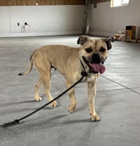 Duchess - Photo 3