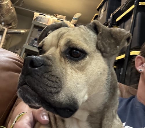 DUCHESS - Boxer available for adoption