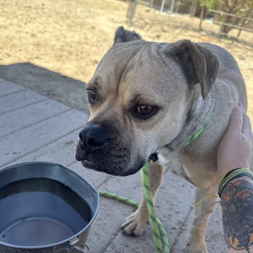 DUCHESS - Boxer available for adoption