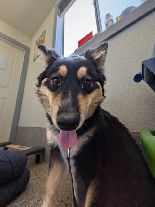 AYLA - German Shepherd Dog / Husky available for adoption