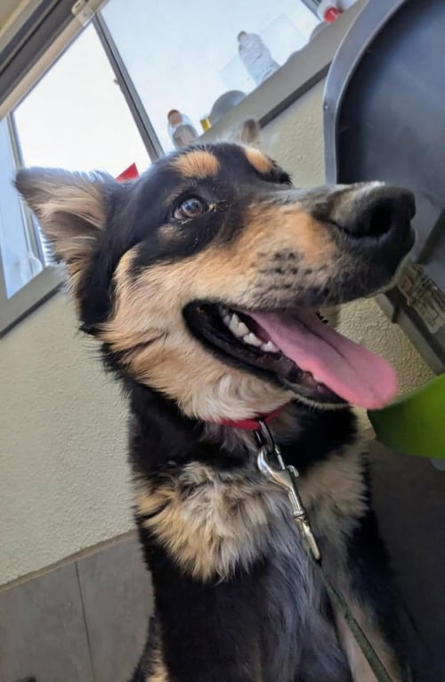 AYLA - German Shepherd Dog / Husky available for adoption