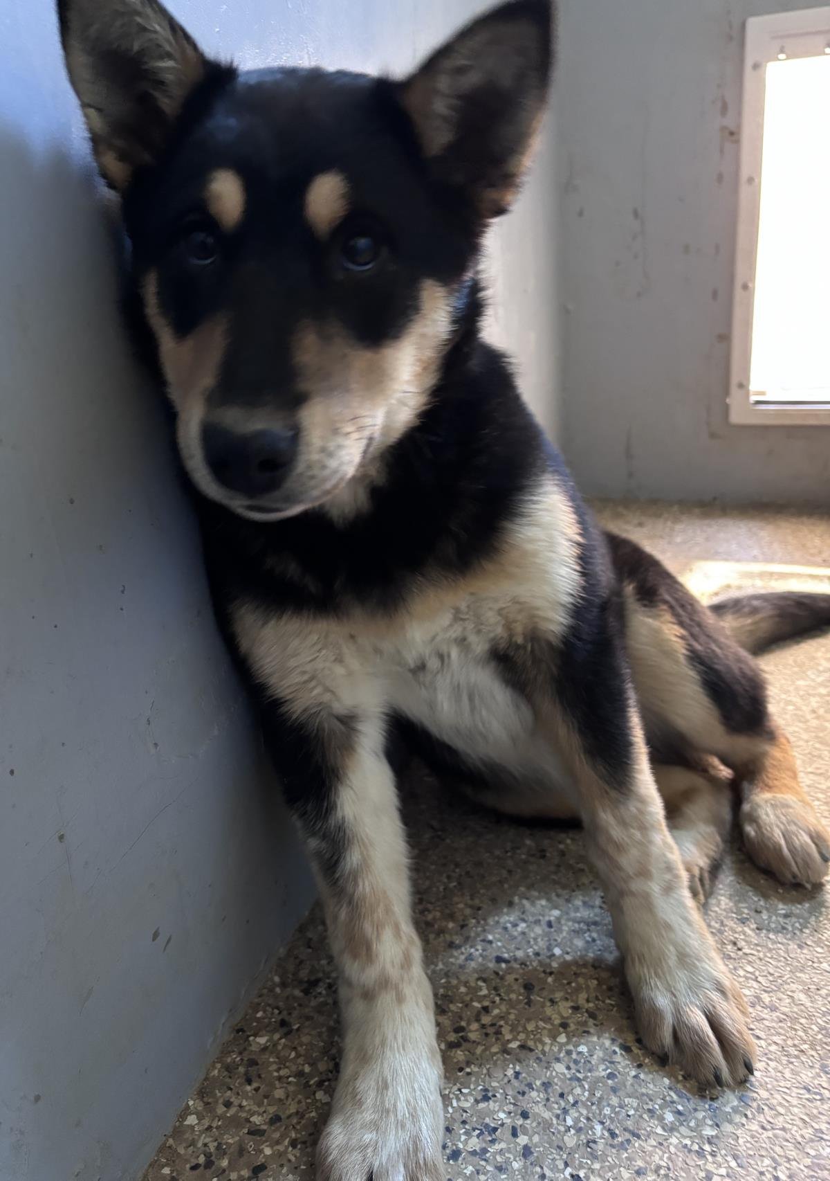 GRETEL - Husky / Cattle Dog available for adoption