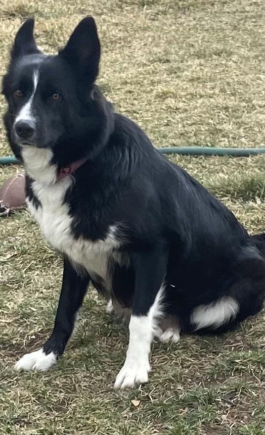 MAISY - Border Collie available for adoption