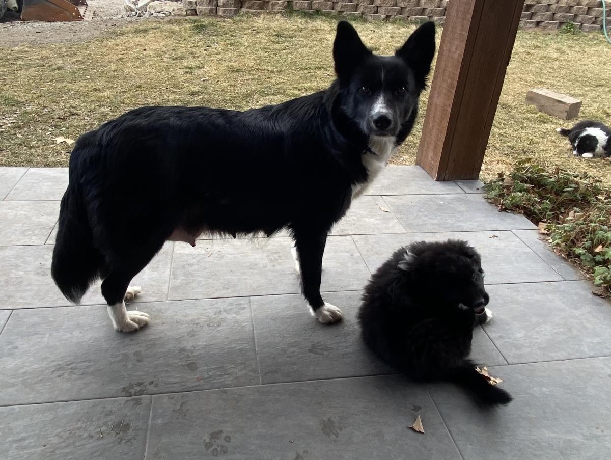 MAISY - Border Collie available for adoption