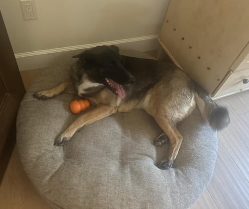 RITA/MAGGIE MAY - German Shepherd Dog / Husky available for adoption