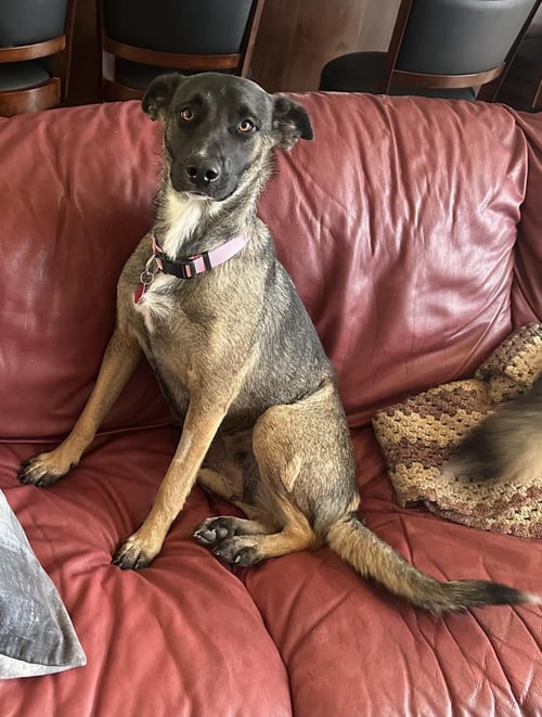 RITA/MAGGIE MAY - German Shepherd Dog / Husky available for adoption