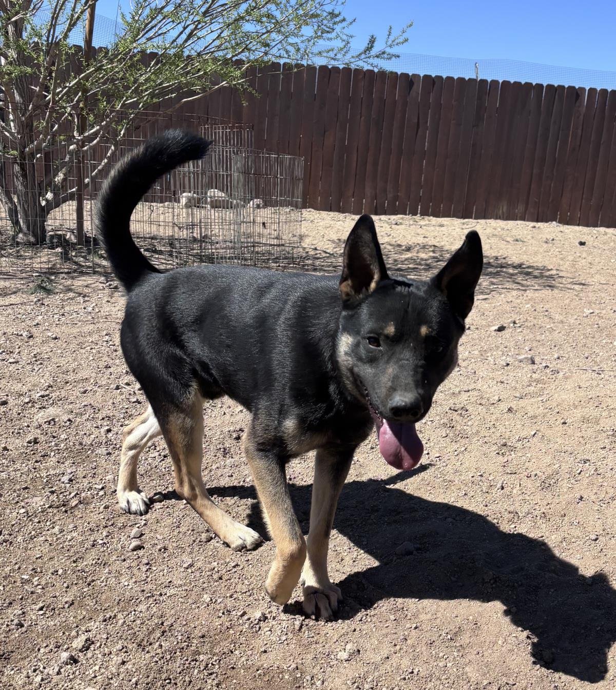 HUDSON - German Shepherd Dog / Cattle Dog available for adoption