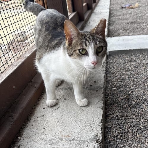 NAOKI - Domestic Short Hair available for adoption
