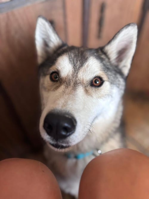 OTTO - Husky available for adoption