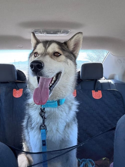 OTTO - Husky available for adoption