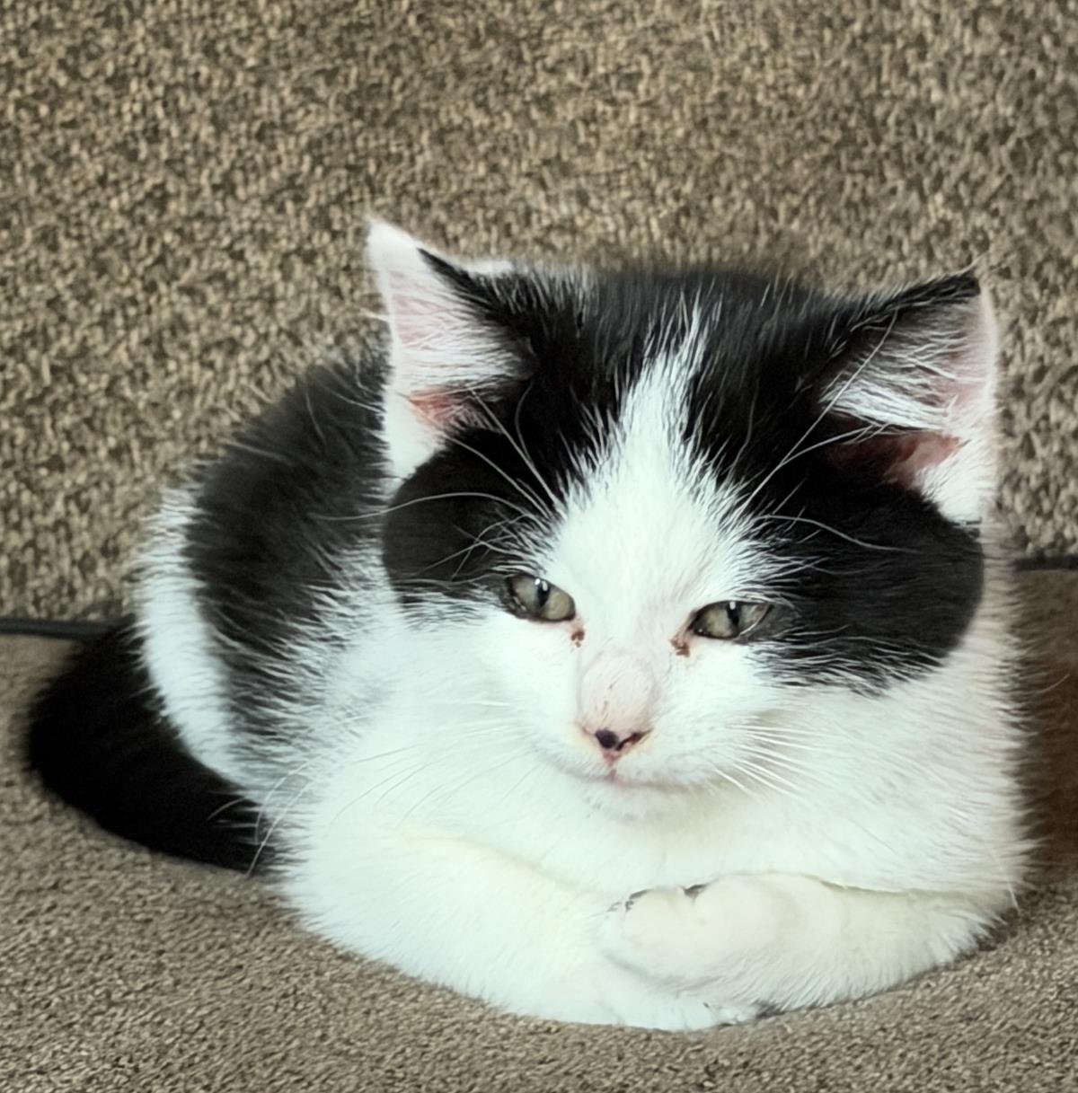 MO - Domestic Medium Hair available for adoption