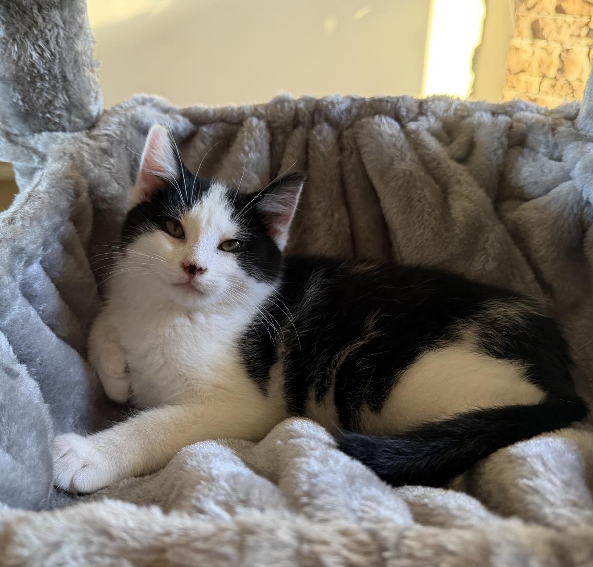 MO - Domestic Medium Hair available for adoption