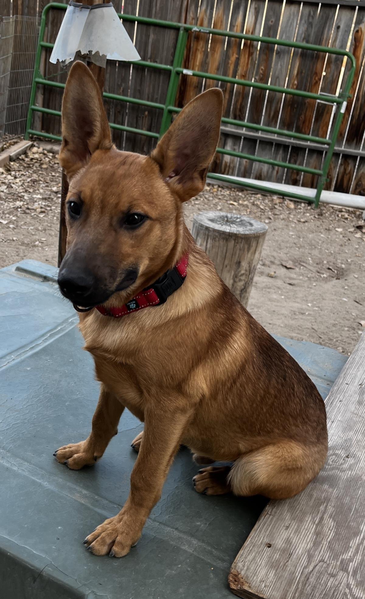 ABBOTT - Belgian Shepherd Malinois available for adoption