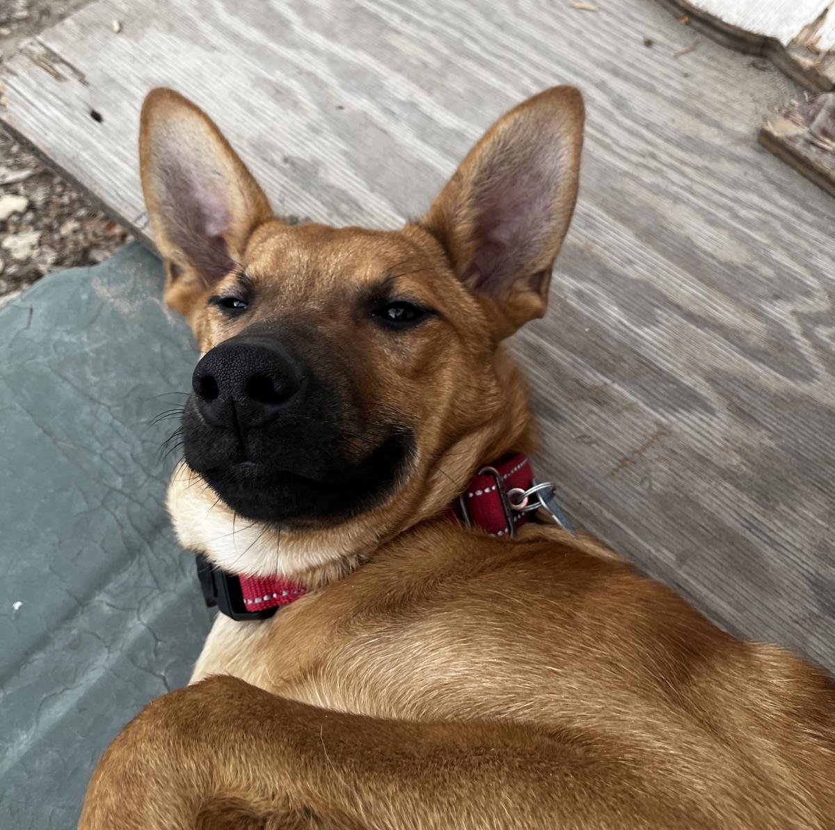 ABBOTT - Belgian Shepherd Malinois available for adoption