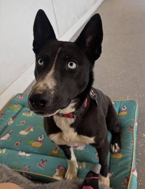 ELSA - Border Collie / Australian Shepherd available for adoption