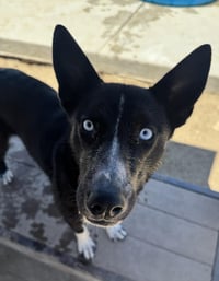 Elsa - Photo 3