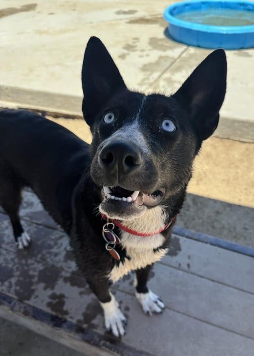 ELSA - Border Collie / Australian Shepherd available for adoption
