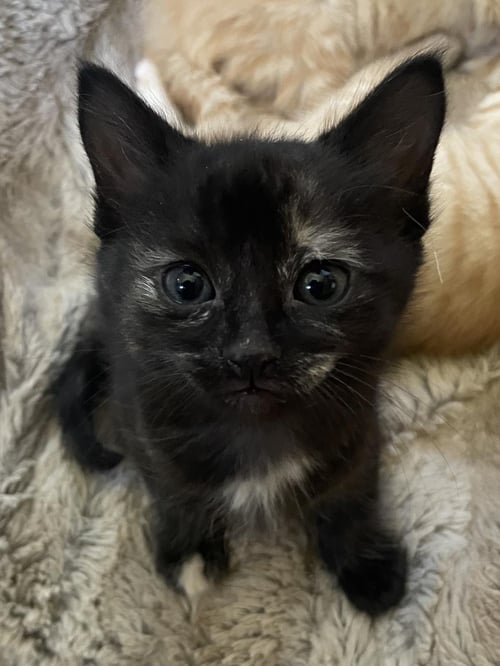 PIXIE - Torbie available for adoption