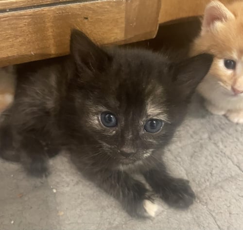 PIXIE - Torbie available for adoption