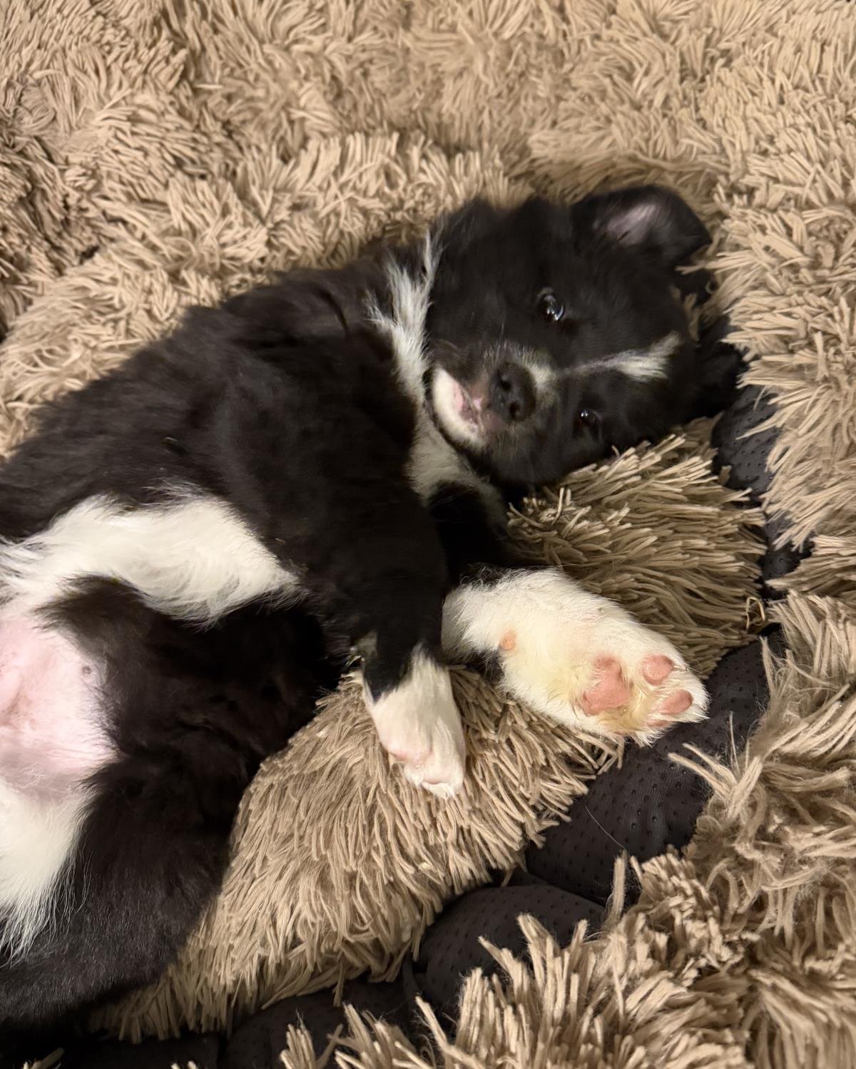 PAIGE - Border Collie available for adoption