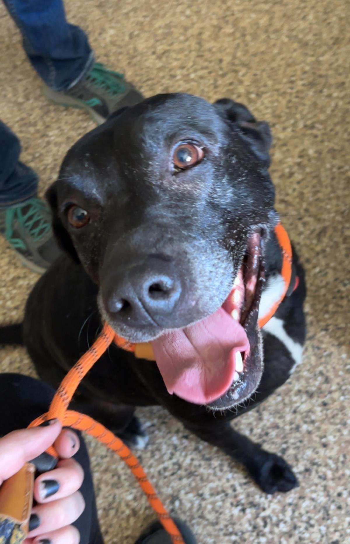 GIGI - Labrador Retriever / Pit Bull Terrier available for adoption