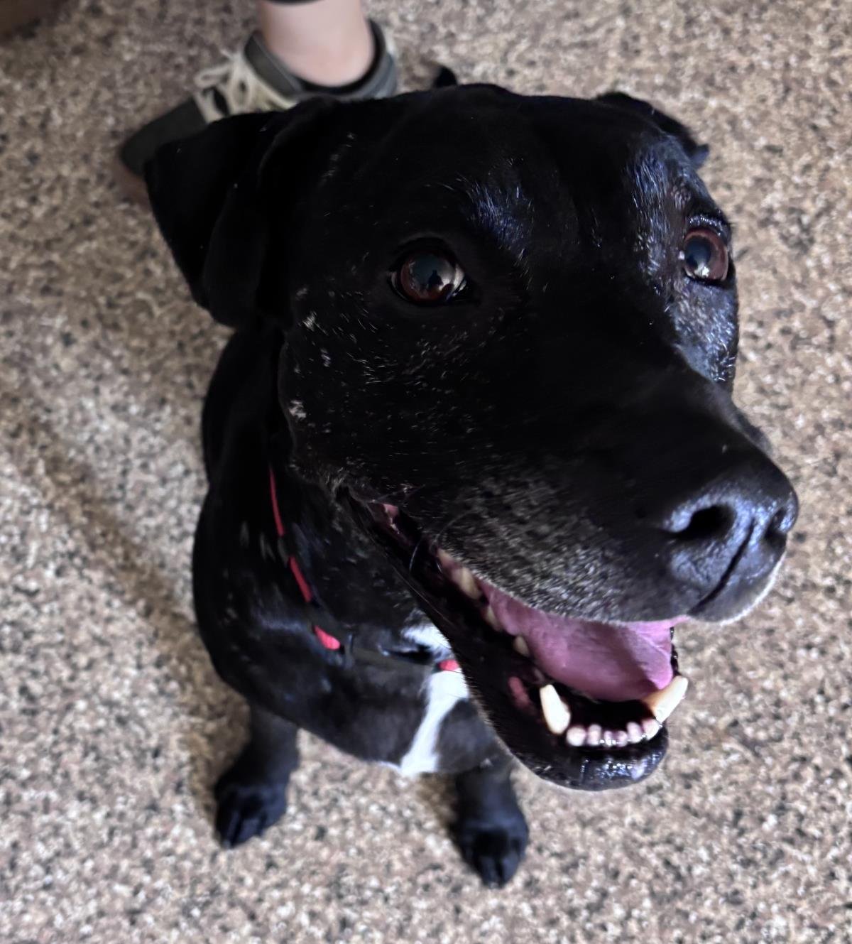 GIGI - Labrador Retriever / Pit Bull Terrier available for adoption