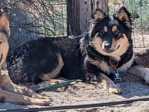 AYLA - German Shepherd Dog / Husky available for adoption