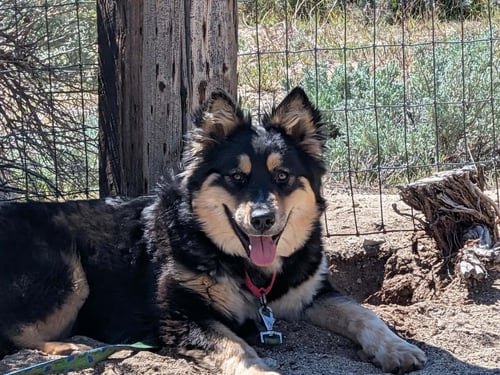 AYLA - German Shepherd Dog / Husky available for adoption