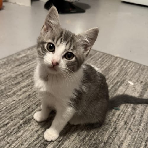 HALO - Tabby available for adoption
