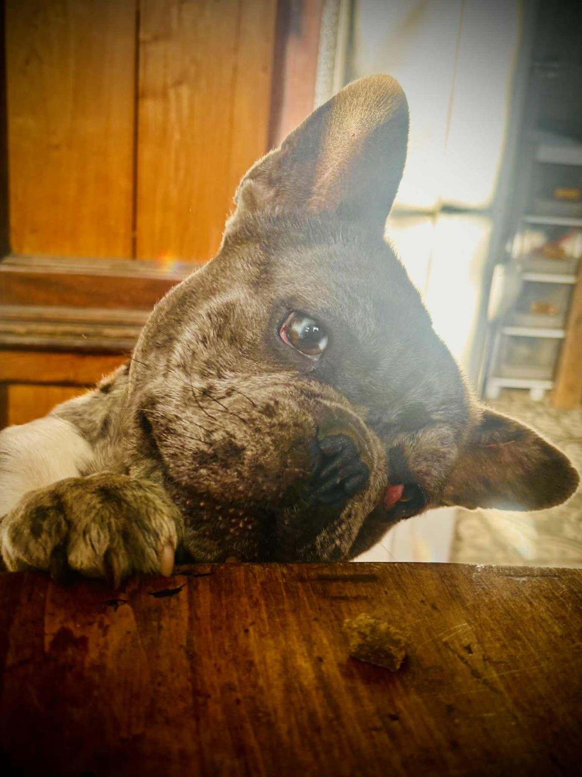 FRANKLIN - French Bulldog available for adoption