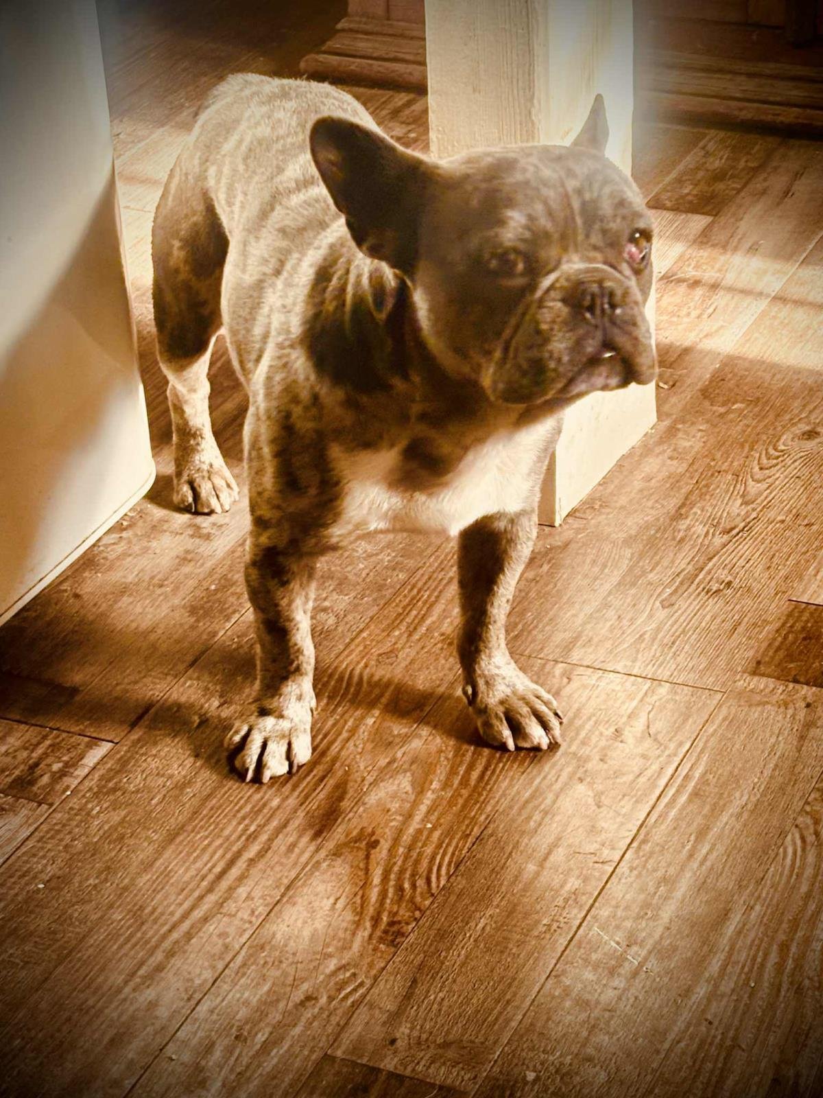 FRANKLIN - French Bulldog available for adoption