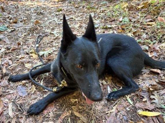 CESAR - German Shepherd Dog available for adoption