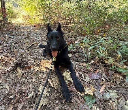 CESAR - German Shepherd Dog available for adoption