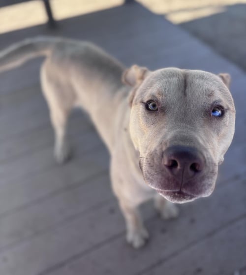 MARTY - Pit Bull Terrier / Husky available for adoption