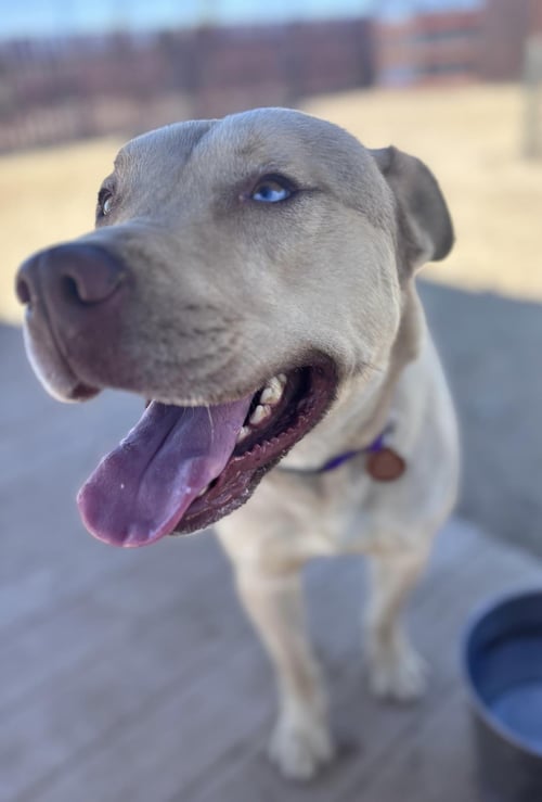 MARTY - Pit Bull Terrier / Husky available for adoption