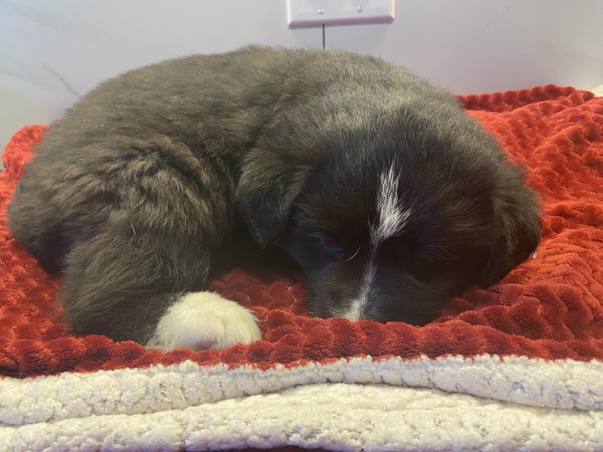 PAIGE - Border Collie available for adoption