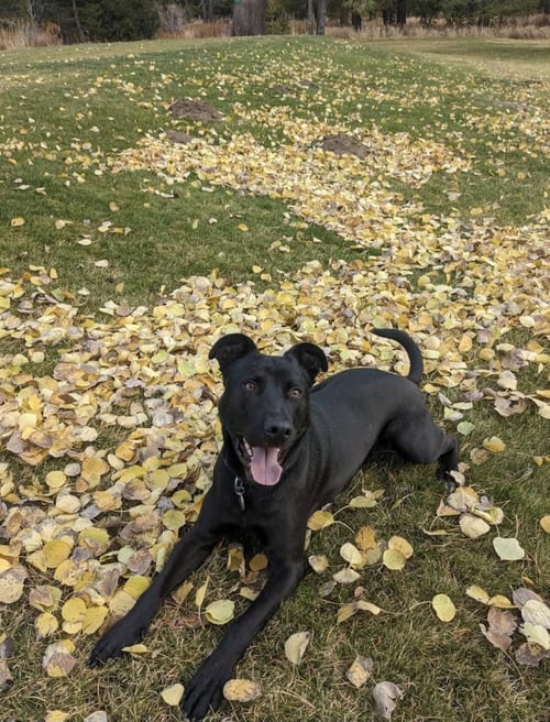 GRIFF - German Shepherd Dog / Pit Bull Terrier available for adoption
