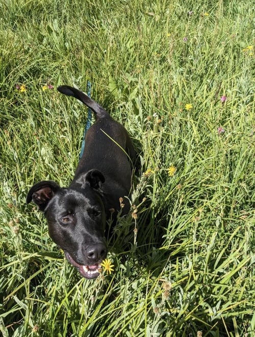 GRIFF - German Shepherd Dog / Pit Bull Terrier available for adoption